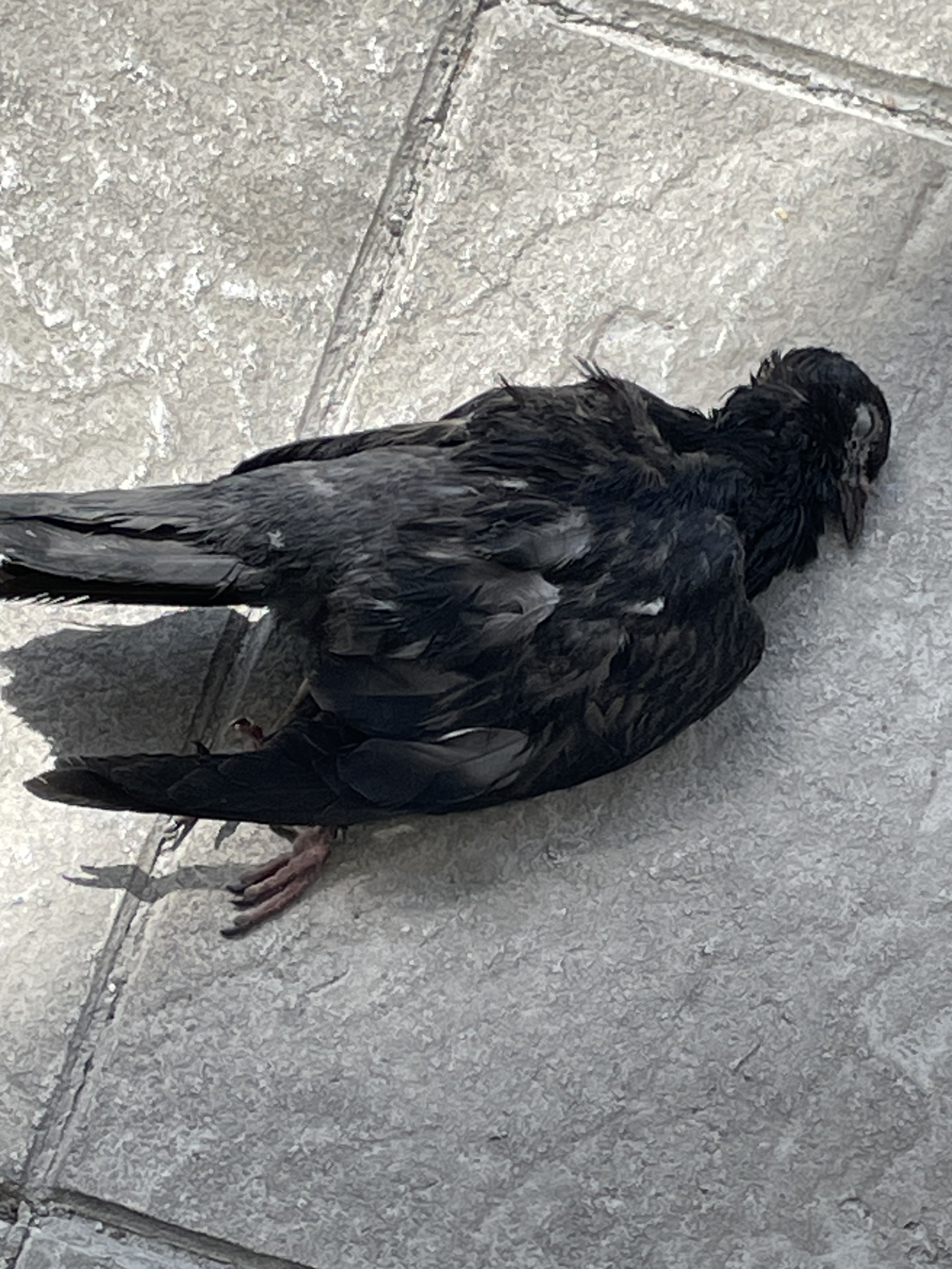 pigeon